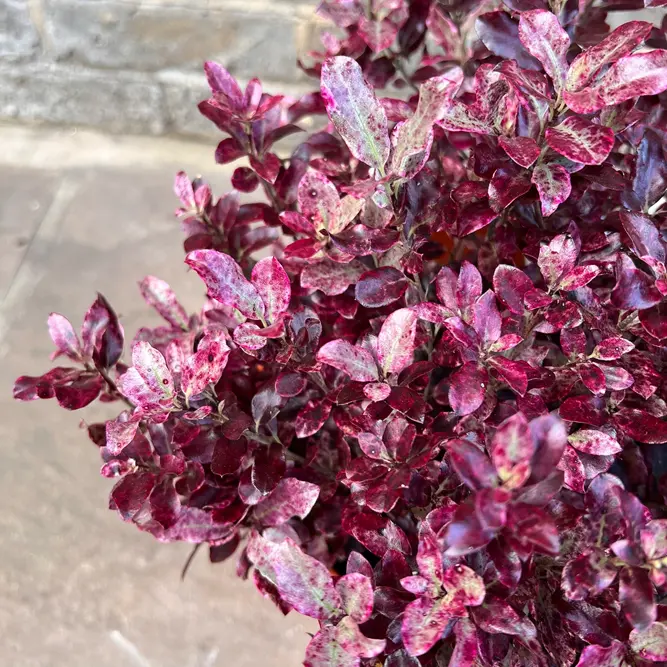 Pittosporum tenuifolium 'Bannow Bay' (Pot Size 10L) - image 3