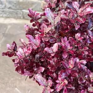 Pittosporum tenuifolium 'Bannow Bay' (Pot Size 10L) - image 3