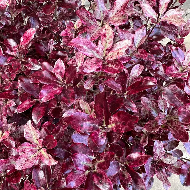 Pittosporum tenuifolium 'Bannow Bay' (Pot Size 10L) - image 4