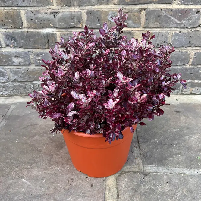 Pittosporum tenuifolium 'Bannow Bay' (Pot Size 10L) - image 5