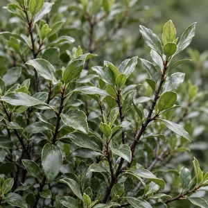 Pittosporum tenuifolium 'Cratus' (Pot Size 4L)