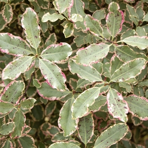 Pittosporum tenuifolium 'Elizabeth' (Pot Size 25Ltr) - image 1