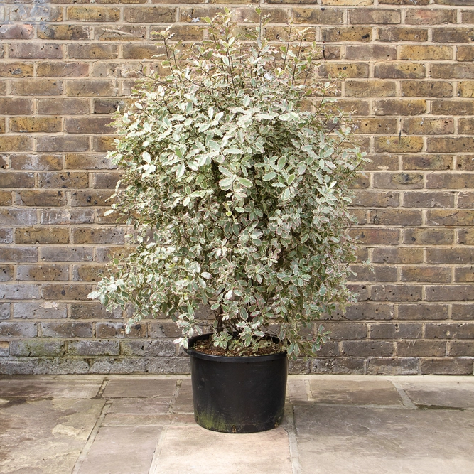 Pittosporum tenuifolium 'Elizabeth' (Pot Size 25Ltr) - image 2