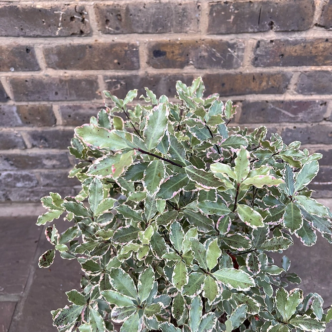 Pittosporum tenuifolium 'Elizabeth' (Pot Size 4L) - image 1