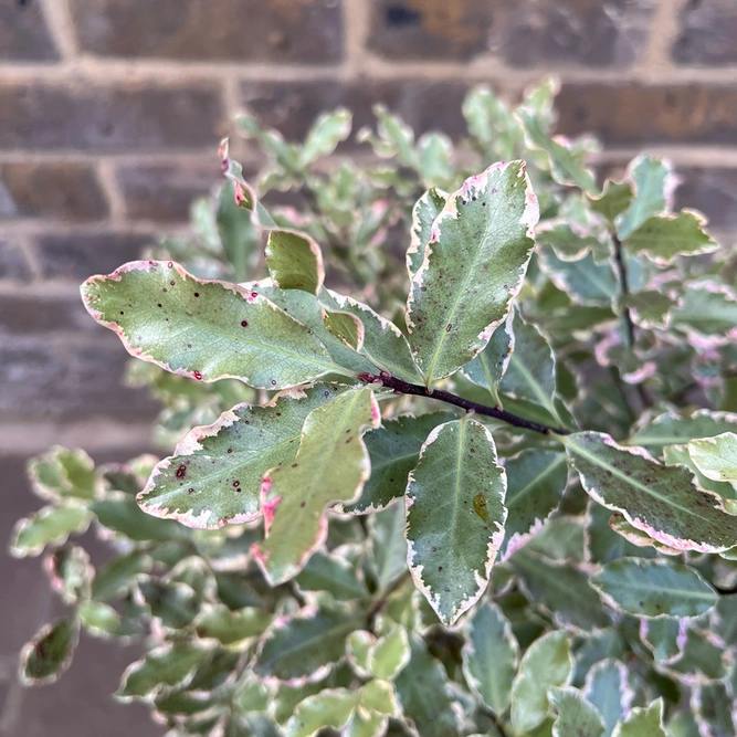 Pittosporum tenuifolium 'Elizabeth' (Pot Size 4L) - image 2