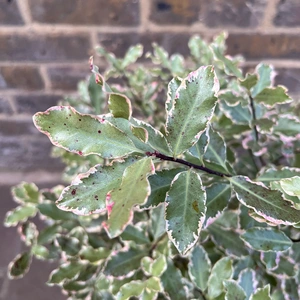 Pittosporum tenuifolium 'Elizabeth' (Pot Size 4L) - image 2