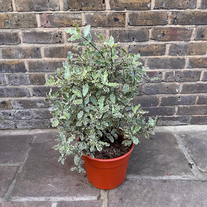 Pittosporum tenuifolium 'Elizabeth' (Pot Size 4L) - image 3