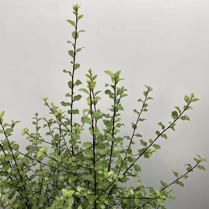 Pittosporum tenuifolium 'Green Elf' (Pot Size 19cm) - image 1
