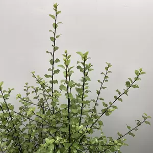 Pittosporum tenuifolium 'Green Elf' (Pot Size 19cm) - image 1