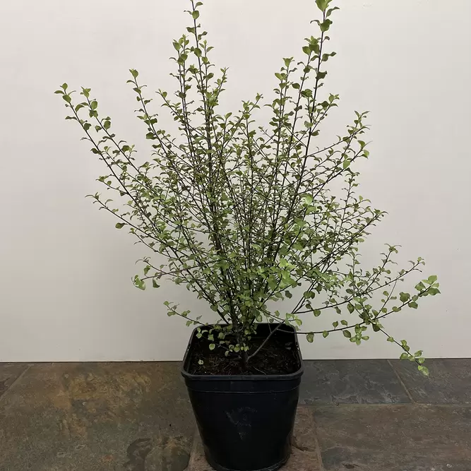 Pittosporum tenuifolium 'Green Elf' (Pot Size 19cm) - image 2