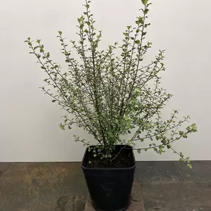 Pittosporum tenuifolium 'Green Elf' (Pot Size 19cm) - image 2