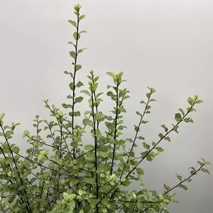 Pittosporum tenuifolium 'Green Elf' (Pot Size 4L) - image 1
