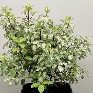 Pittosporum tenuifolium 'Irene Paterson' (Pot Size 3L) - image 1