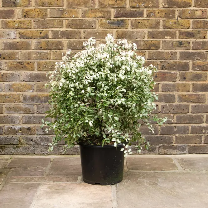 Pittosporum tenuifolium 'Irene Paterson' (Pot Size 5L) - image 1