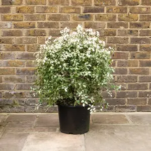 Pittosporum tenuifolium 'Irene Paterson' (Pot Size 5L)