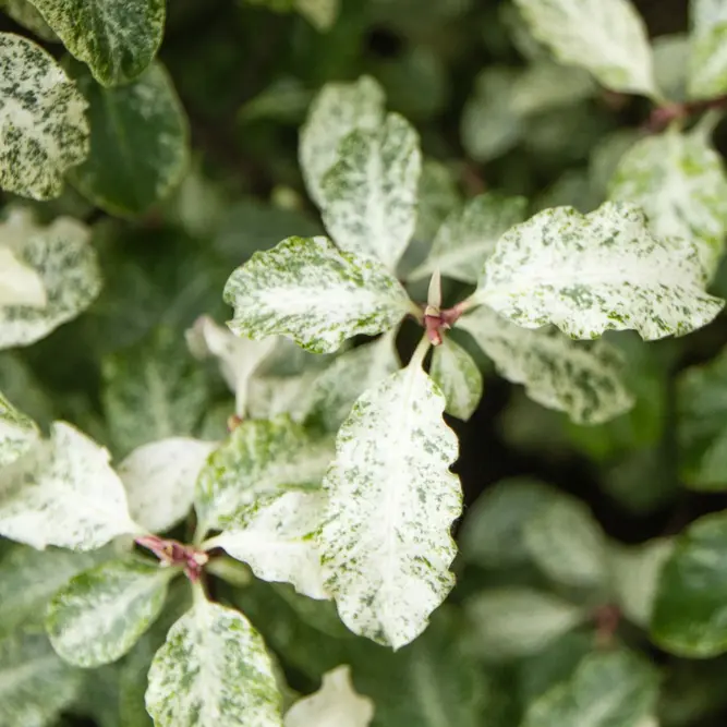 Pittosporum tenuifolium 'Irene Paterson' (Pot Size 5L) - image 2