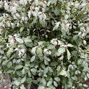 Pittosporum tenuifolium 'Irene Paterson' (Pot Size 7.5L)