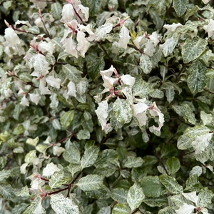 Pittosporum tenuifolium 'Irene Paterson' (Pot Size 7.5L) - image 3