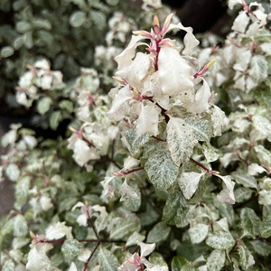 Pittosporum tenuifolium 'Irene Paterson' (Pot Size 7.5L) - image 4