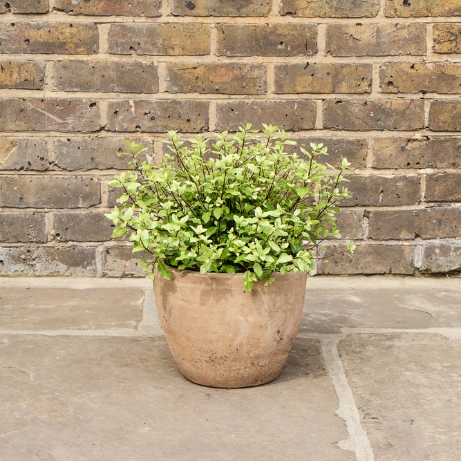 Pittosporum tenuifolium 'Midget' (Pot Size 10L) - image 1