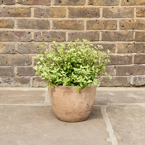 Pittosporum tenuifolium 'Midget' (Pot Size 10L) - image 1