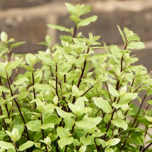 Pittosporum tenuifolium 'Midget' (Pot Size 10L) - image 3