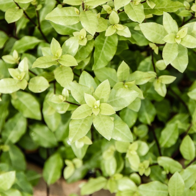 Pittosporum tenuifolium 'Midget' (Pot Size 4L) - image 2