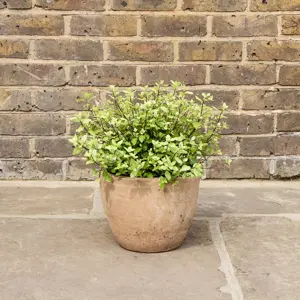 Pittosporum tenuifolium 'Midget' (Pot Size 5L) - image 1