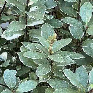 Pittosporum tenuifolium 'Silver Ball' (Pot Size 2L) - image 2