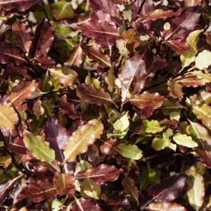 Pittosporum tenuifolium 'Tom Thumb' (Pot Size 5L) Tawhiwhi 'Tom Thumb'