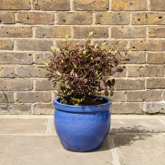 Pittosporum tenuifolium 'Tom Thumb' (Pot Size 5L) Tawhiwhi 'Tom Thumb' - image 2