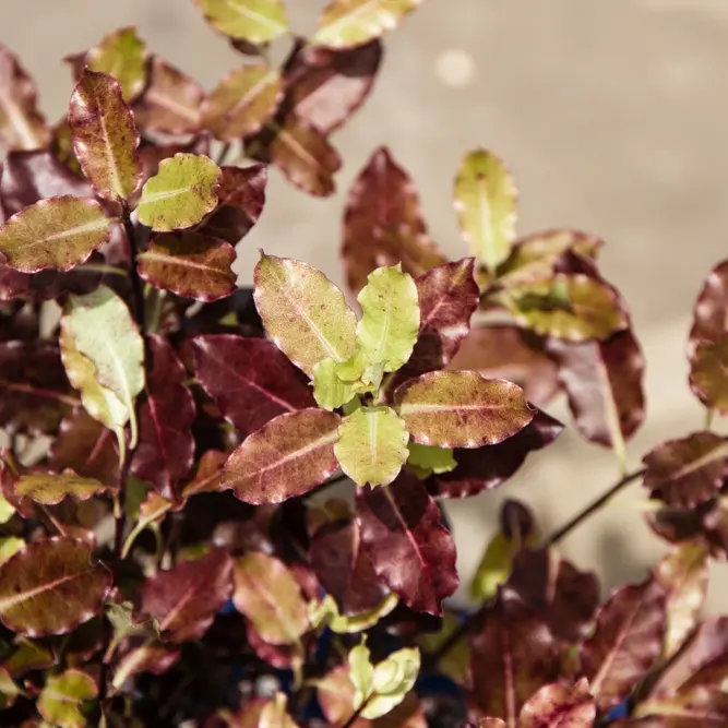 Pittosporum tenuifolium 'Tom Thumb' (Pot Size 5L) Tawhiwhi 'Tom Thumb' - image 3
