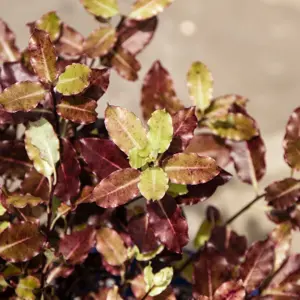Pittosporum tenuifolium 'Tom Thumb' (Pot Size 5L) Tawhiwhi 'Tom Thumb' - image 3