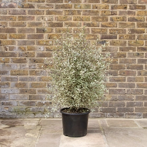 Pittosporum 'Victoria' (Pot Size 15ltr) - image 1