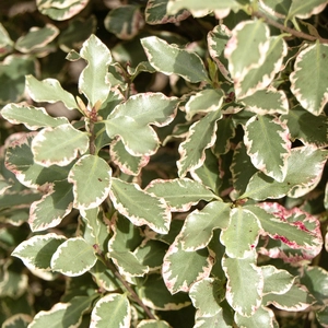 Pittosporum 'Victoria' (Pot Size 15ltr) - image 2