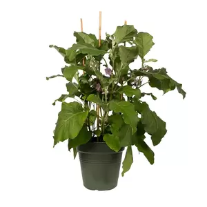 Plastic Green (Pot Size 19cm) Indoor Plant Pot Cover - image 2