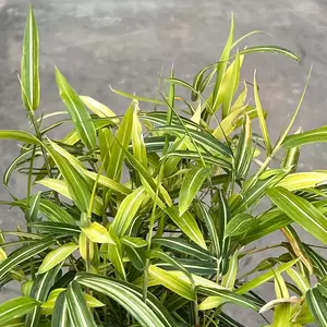 Pleioblastus variegatus (Pot Size 14cm) - Dwarf white-striped bamboo - image 2