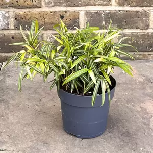 Pleioblastus variegatus (Pot Size 14cm) - Dwarf white-striped bamboo - image 2