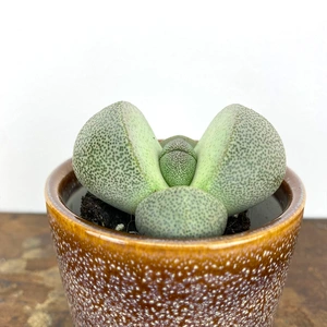 Pleiospilos nelii (Pot Size 5cm) Splitrock plant - image 2