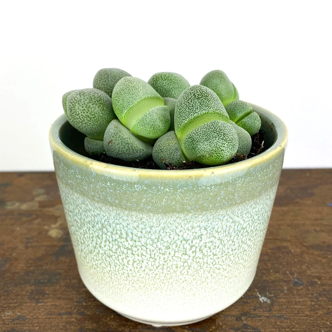 Pleiospilos nelii (Pot Size 8.5cm) Splitrock plant - image 1