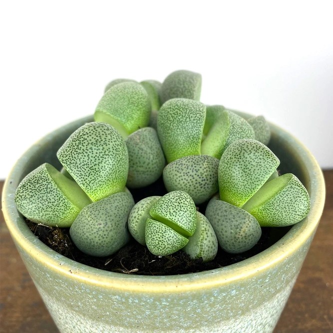 Pleiospilos nelii (Pot Size 8.5cm) Splitrock plant - image 2