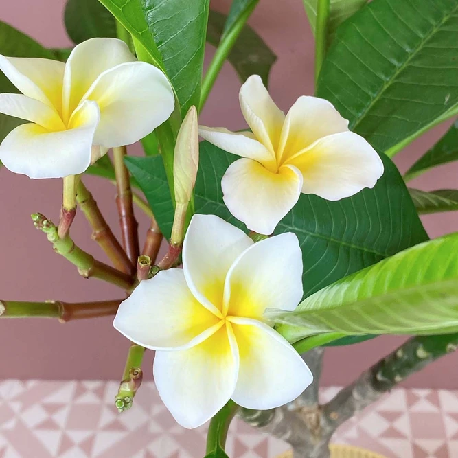 Plumeria rubra white (Pot Size 17cm) Frangipani - image 1