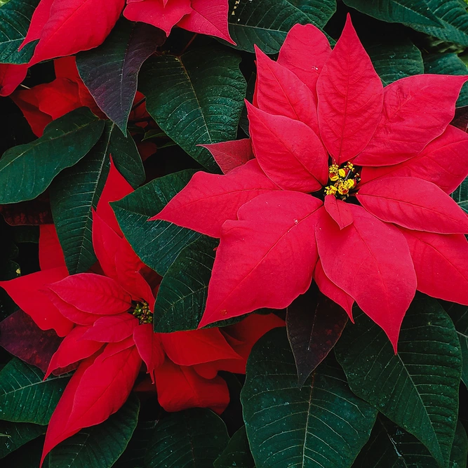 Poinsettia Christmas Feeling Red (Pot Size 13cm) - image 1