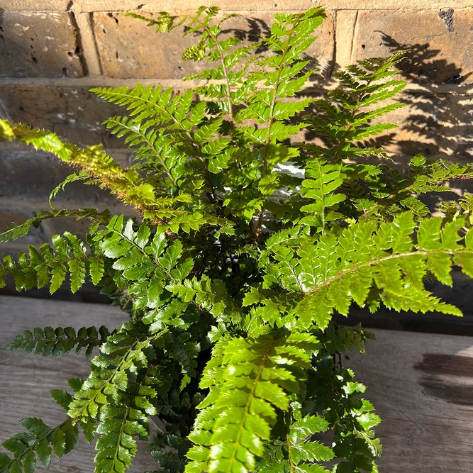 Polystichum polyblepharum (Pot Size 1.5L) Japanese Lace Fern - image 1