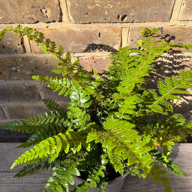 Polystichum polyblepharum (Pot Size 1.5L) Japanese Lace Fern - image 2