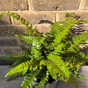 Polystichum polyblepharum (Pot Size 1.5L) Japanese Lace Fern - image 2