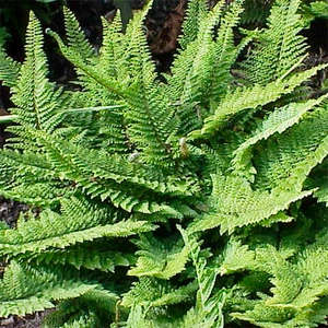 Polystichum setiferum available at Boma Garden Centre image by GFDL