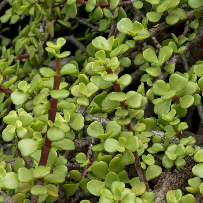 Portulacaria 'Afra Green' (Pot Size 12cm) Elephant Bush