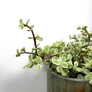 Portulacaria afra 'Variegata' (Pot Size 14cm) Elephant Bush - image 2