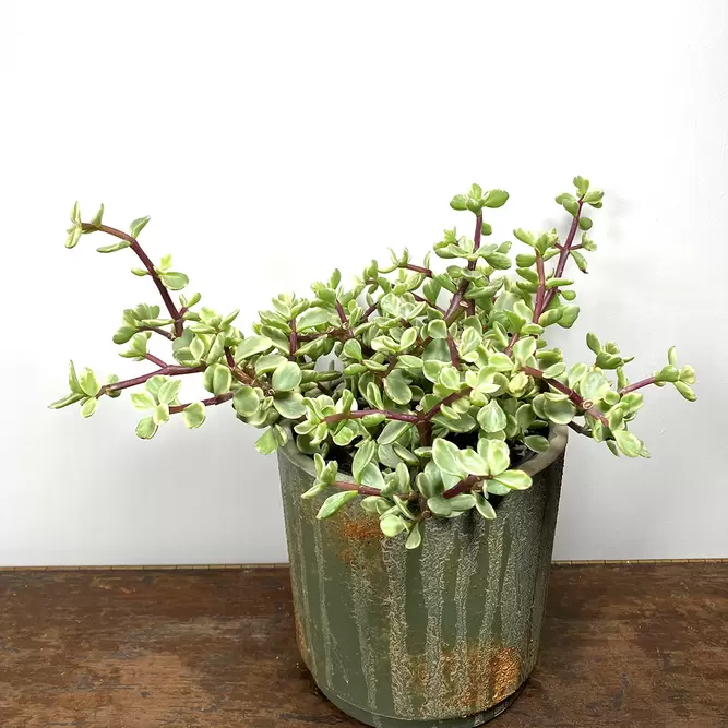 Portulacaria afra 'Variegata' (Pot Size 14cm) Elephant Bush - image 3